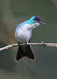 Andean Emerald